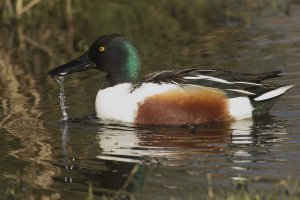 Shoveler