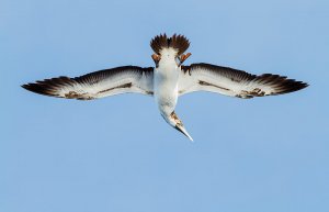 Masked Booby