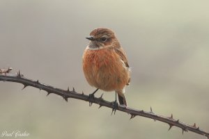 Stonechat (female)