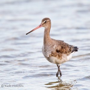 Black-tailed Godwit