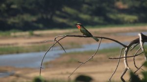 White Fronted Bee Eater