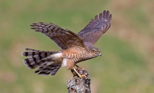 Sparrowhawk