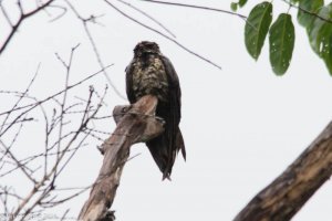 Malaysian Eared Nightjar