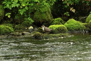 dipper