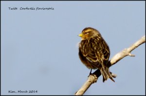 Twite