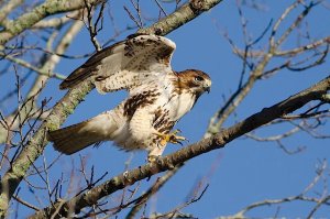 Red-tailed hawk in the trees