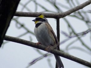 Yellow-throated Bunting