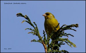 Greenfinch