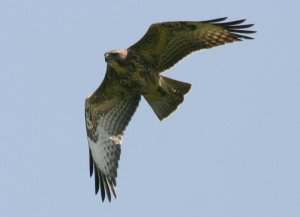 Common Buzzard