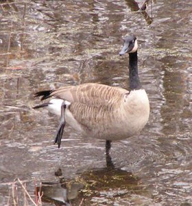 A cool goose that loves to ice-skate