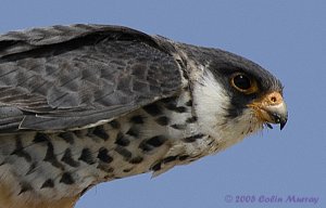 Amur Falcon