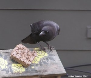 American Crow