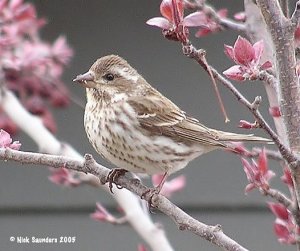 Purple Finch