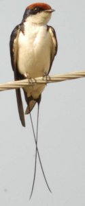 Wire-Tailed Swallow