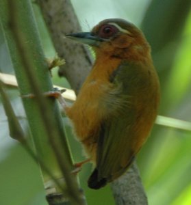 White-Browed Piculet