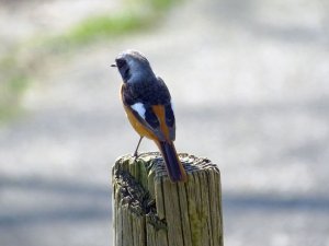 Daurian Redstart