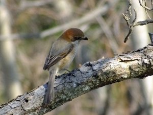 Bull-headed Shrike