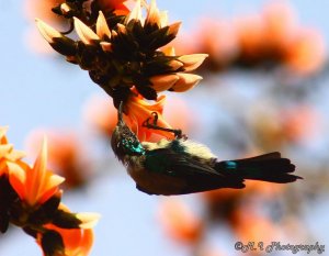 Nile Valley Sunbird