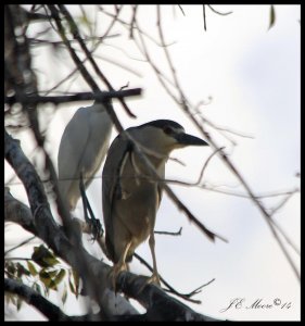 Black-crowned Night Heron