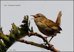 Wren