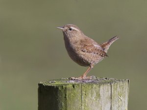 Wren