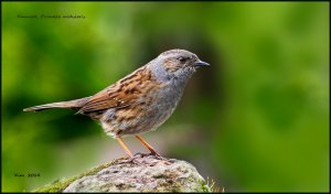 Dunnock