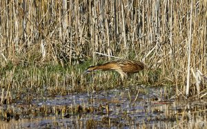 Bittern