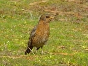 Brown-headed Thrush