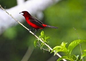 Black-bellied Tanager (male)