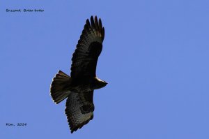 Buzzard