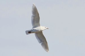 Iceland Gull in flight