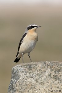 Nice fresh male Wheatear