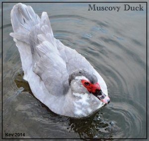 muscovy Duck