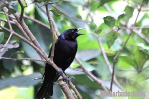 Shiny Cowbird