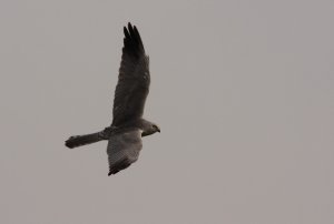 Pallid Harrier..Circus macrourus