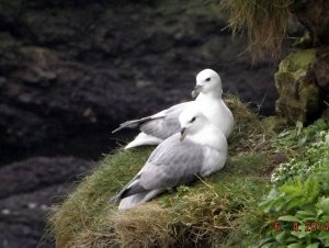 Fulmar