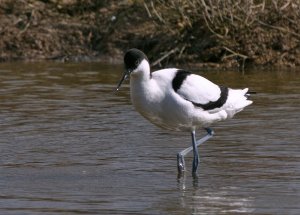 Avocet