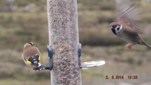 Angry Tree Sparrow