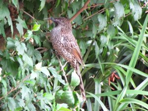 Little Wattlebird