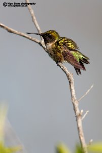 Ruby-throated hummingbird