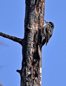 Black-backed Woodpecker