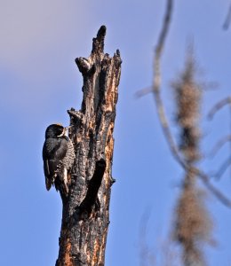 Black-backed Woodpecker