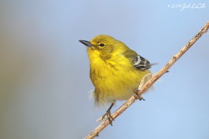 Pine Warbler