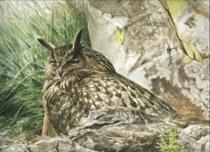 Eurasian eagle owl at nest