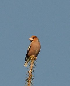 hawfinch