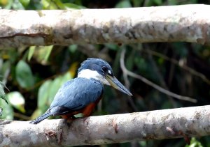 Ringed Kingfisher