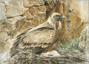 Griffon vulture at nest