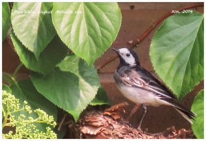 Pied Wagtail