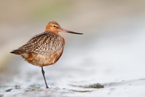 Bar-tailed Godwit