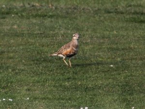 Dotterel